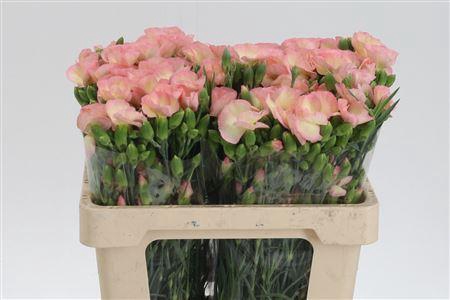 <h4>Di Te Solomio Symply Miele</h4>