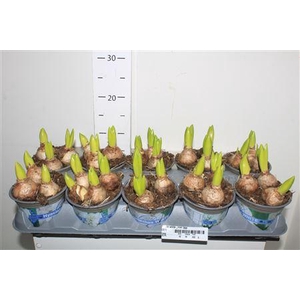 Hyacin White Pearl 3pp