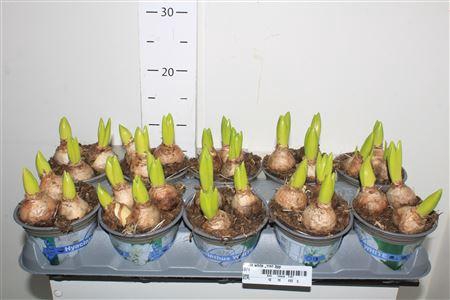 Hyacin White Pearl 3pp