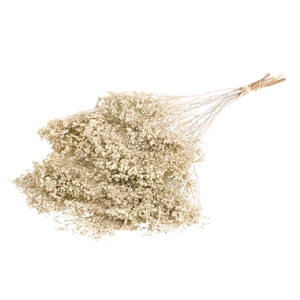 Broom Bloom Bunch White Misty
