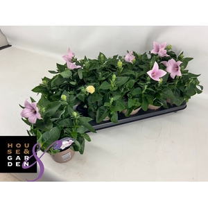 PLATYCODON ASTRA PINK P12