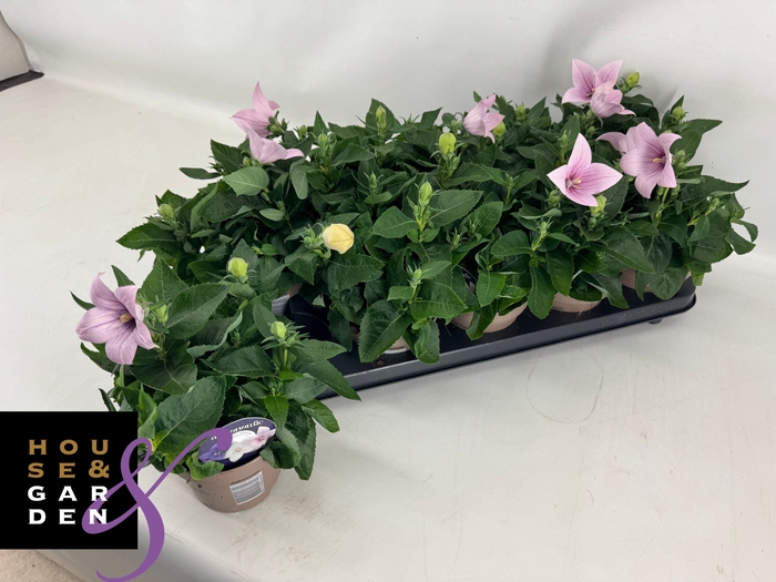 <h4>PLATYCODON ASTRA PINK P12</h4>