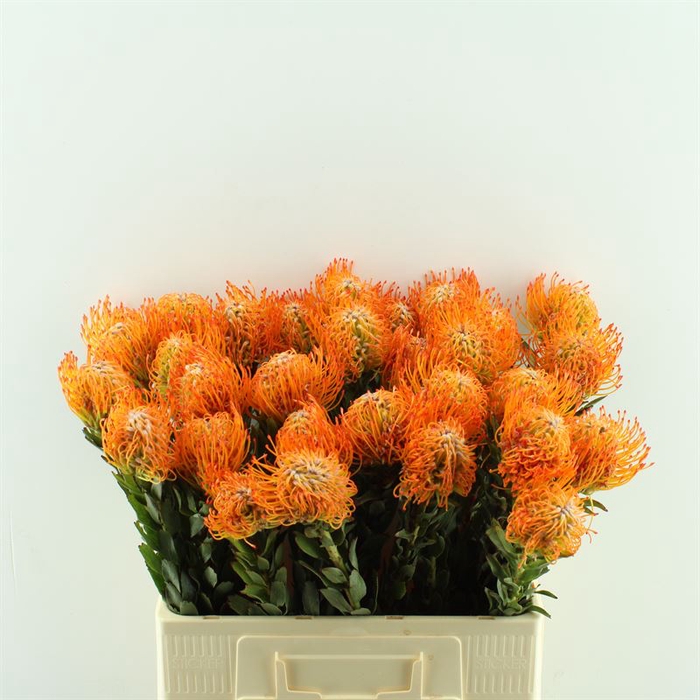 <h4>Leucospermum Ayoba Sun</h4>