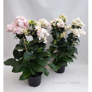 Hydrangea Hovaria
