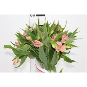 ALSTROEMERIA DUBAI 080 CM