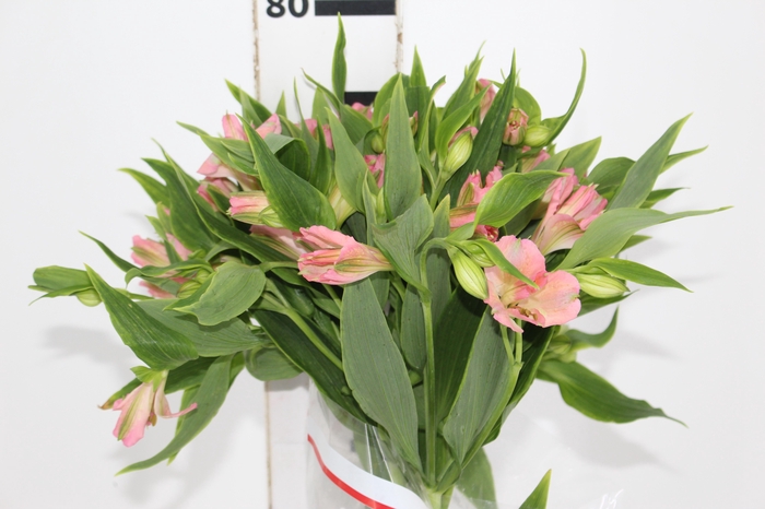 ALSTROEMERIA DUBAI 080 CM