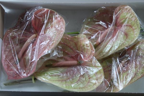 <h4>Anth A Cognac X8</h4>