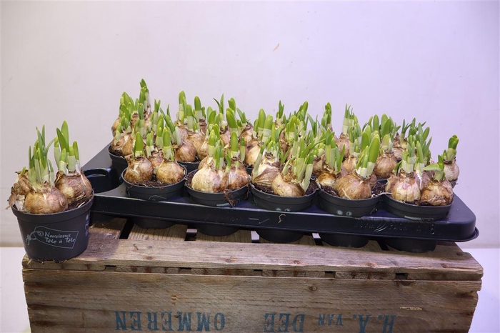 <h4>arr8 Narc O Tete A Tete</h4>