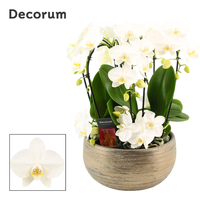 <h4>Oro twirl 9 tak symphony white (Deco-collection)</h4>