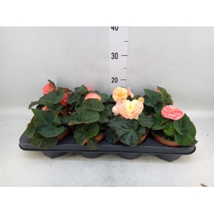 Begonia tuber. 'Tenella F1 Pink'