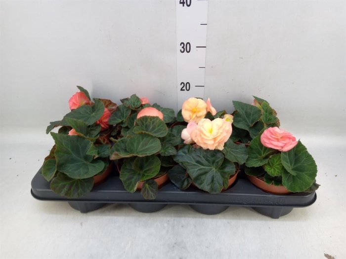 <h4>Begonia tuber. 'Tenella F1 Pink'</h4>