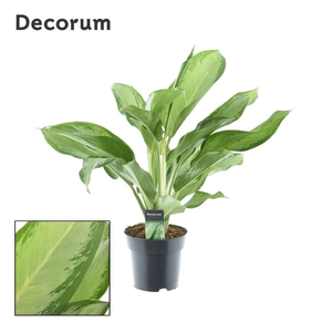 Aglaonema Cleopatra (Decorum)