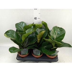 Ficus lyrata 'Bambino'