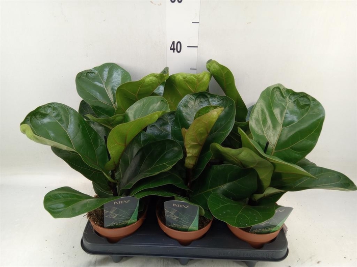 <h4>Ficus lyrata 'Bambino'</h4>