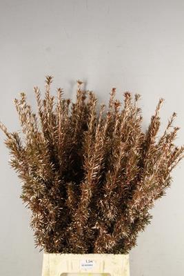 <h4>Taxus Copper</h4>