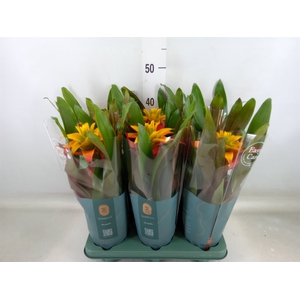 Guzmania  'Fiero Yellow'
