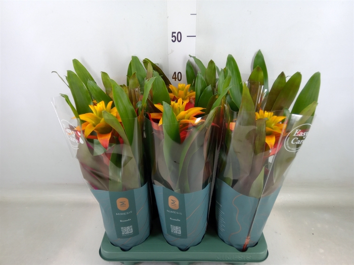 <h4>Guzmania  'Fiero Yellow'</h4>