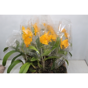 ORQ. CATTLEYA P15 AMARELO