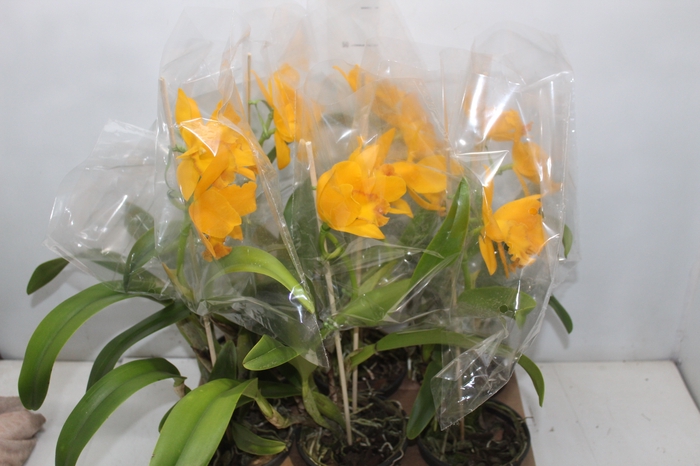 <h4>ORQ. CATTLEYA P15 AMARELO</h4>