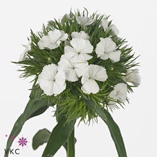 Dianthus Br Aldo White