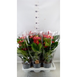 Anthurium andr. 'Jambo Red'