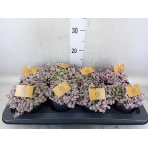 Callisia repens 'Rosato'