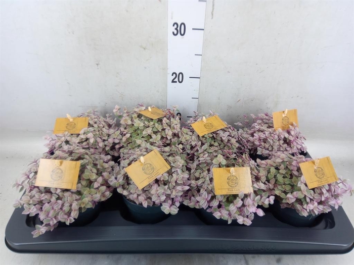 <h4>Callisia repens 'Rosato'</h4>