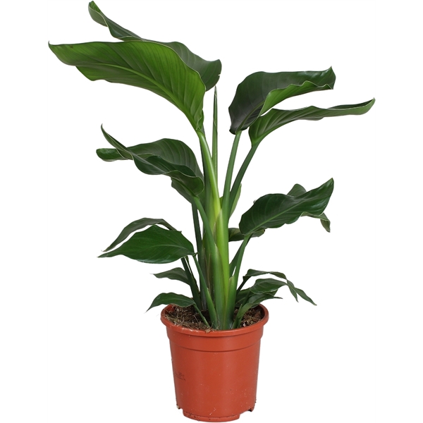 <h4>Strelitzia nicolai 2 stek 70-80cm</h4>