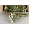 DF Statice White Bs 70g