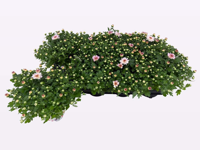 <h4>CHRY FLAIR PINK</h4>