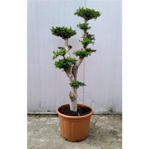 Olea Europaea Bonsai Etage 55 cm