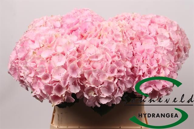 <h4>HYDR M CH VERENA</h4>