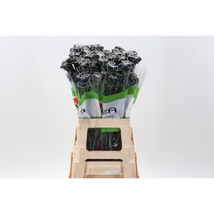 Dian. ST. Tinted Black