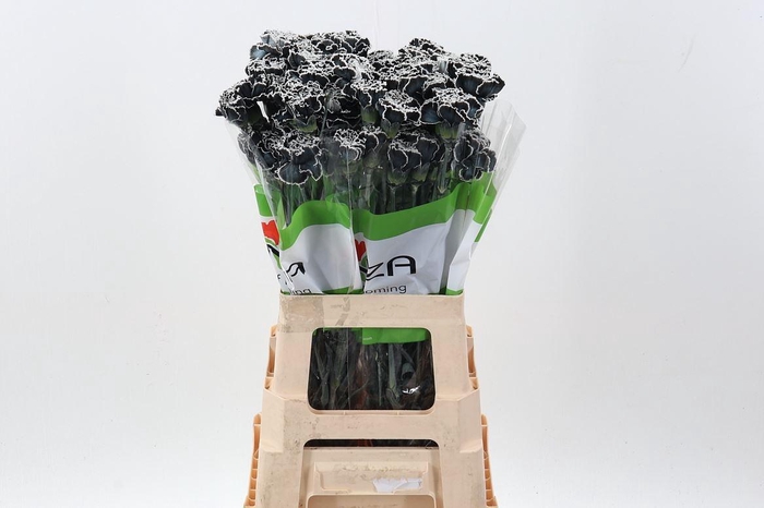 <h4>Dian. ST. Tinted Black</h4>