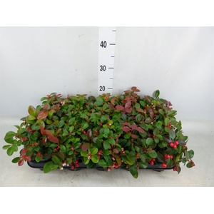 Gaultheria proc. 'Big Berry'