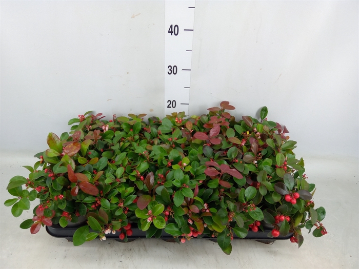 <h4>Gaultheria proc. 'Big Berry'</h4>