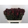 Leucadendron Saf Sunset Dark R.
