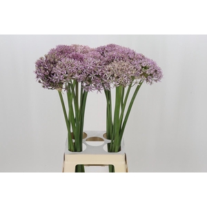 Allium Pink Jewel