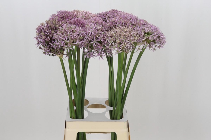 <h4>Allium Pink Jewel</h4>
