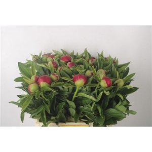 Paeonia Red Charm