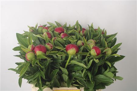 <h4>Paeonia Red Charm</h4>