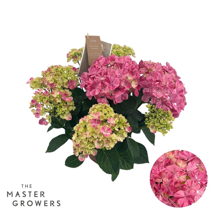 <h4>Hydrangea mac. Campino pink 7+ Flowers</h4>