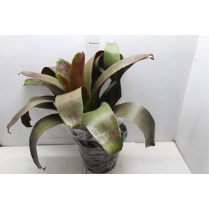 BROMELIA IMPERIAL P27 VERMELHO