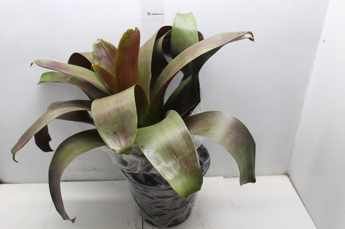 <h4>BROMELIA IMPERIAL P27 VERMELHO</h4>