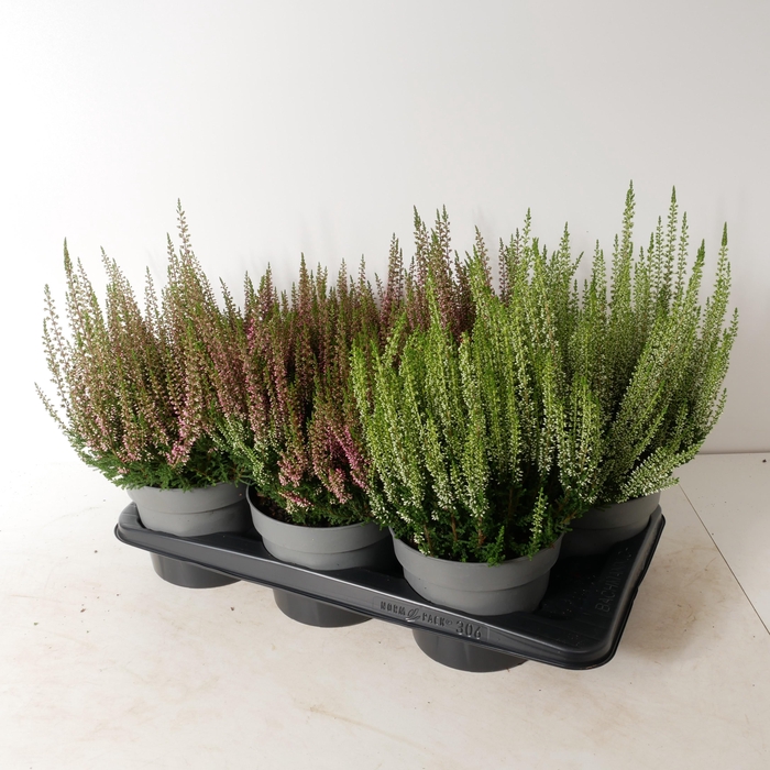 <h4>Calluna vul. 'Beauty Ladies' P17</h4>