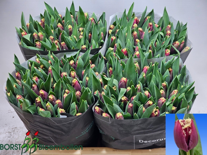 <h4>TU FR SAN PABLO</h4>