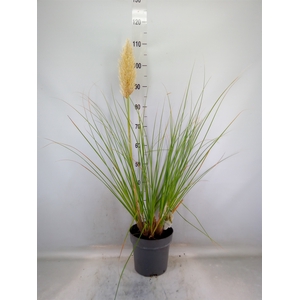 Cortaderia sell.