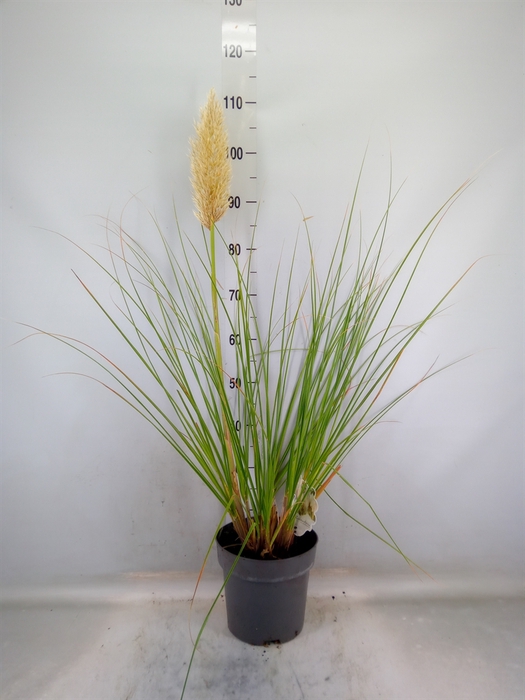 <h4>Cortaderia sell.</h4>