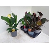 Canna Cannova Gem