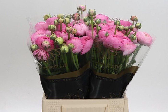 <h4>Ranunculus Elegance Pink</h4>